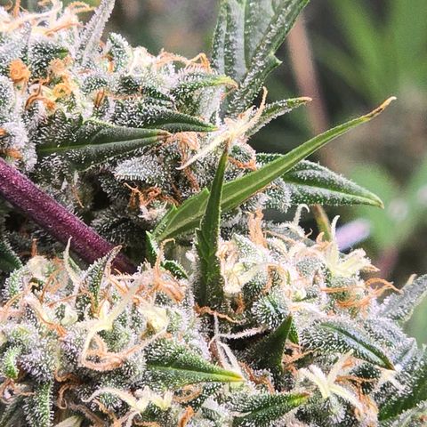 Sweet Cheese Auto growlog timeline photo