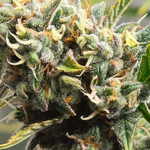 Sweet Cheese Auto growlog timeline photo
