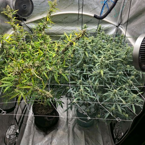 Sweet Cheese Auto growlog timeline photo