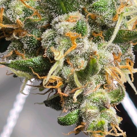 Sweet Cheese Auto growlog timeline photo