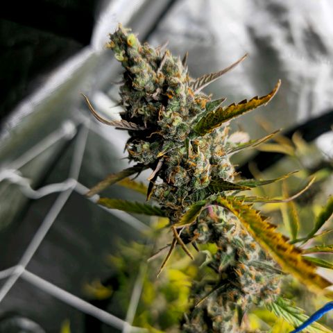 Sweet Cheese Auto growlog timeline photo
