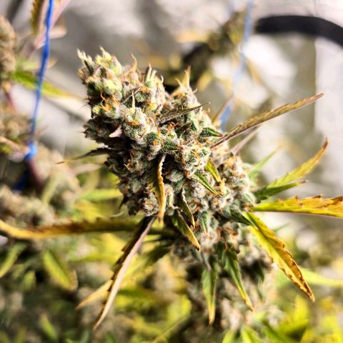 Sweet Cheese Auto growlog timeline photo