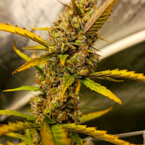 Sweet Cheese Auto growlog timeline photo