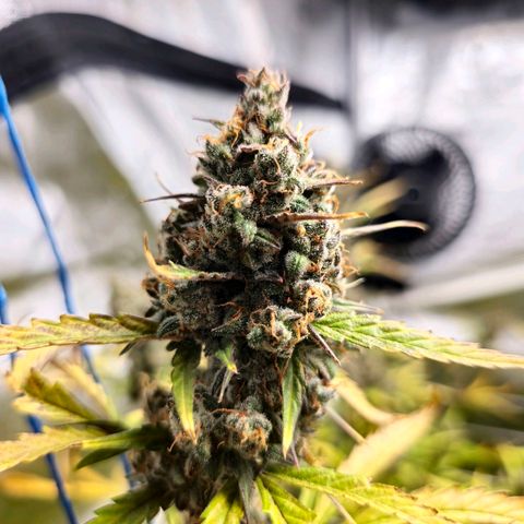 Sweet Cheese Auto growlog timeline photo