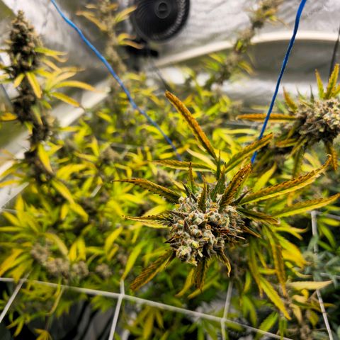 Sweet Cheese Auto growlog timeline photo
