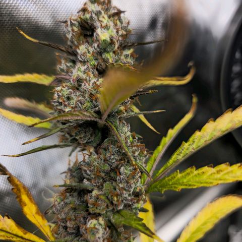 Sweet Cheese Auto growlog timeline photo