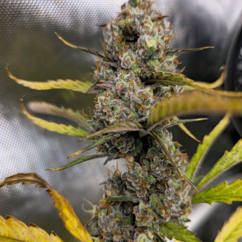 Sweet Cheese Auto growlog timeline photo