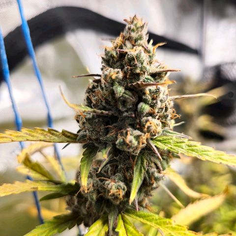Sweet Cheese Auto growlog timeline photo