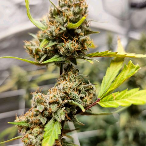 Sweet Cheese Auto growlog timeline photo