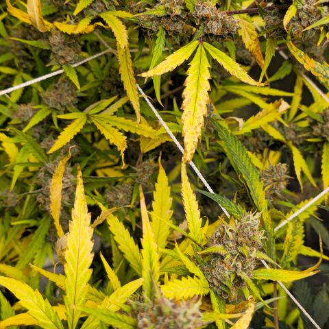 Sweet Cheese Auto growlog timeline photo