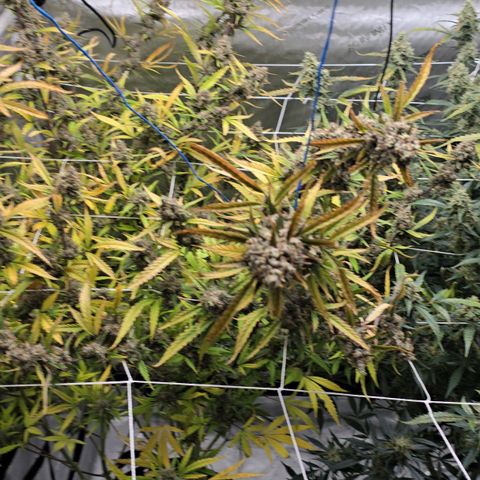 Sweet Cheese Auto growlog timeline photo