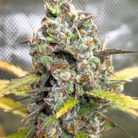 Sweet Cheese Auto growlog timeline photo