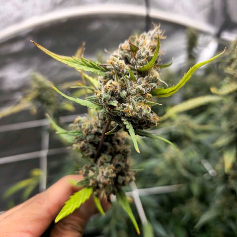 Sweet Cheese Auto growlog timeline photo