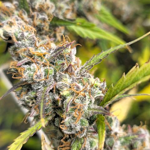 Sweet Cheese Auto growlog timeline photo
