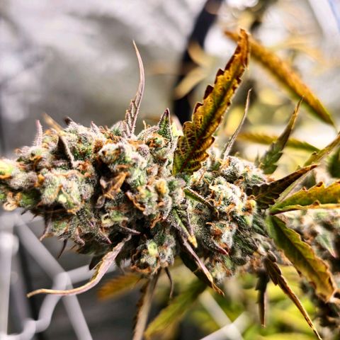 Sweet Cheese Auto growlog timeline photo