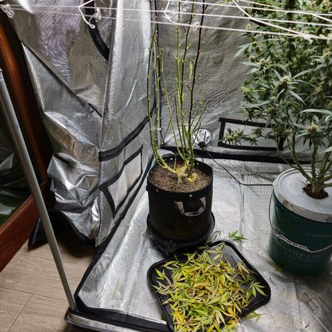Sweet Cheese Auto growlog timeline photo