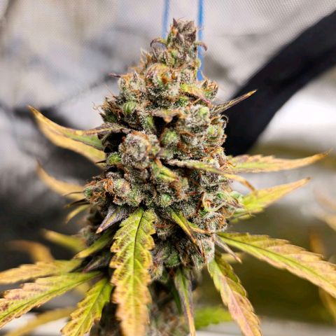 Sweet Cheese Auto growlog timeline photo