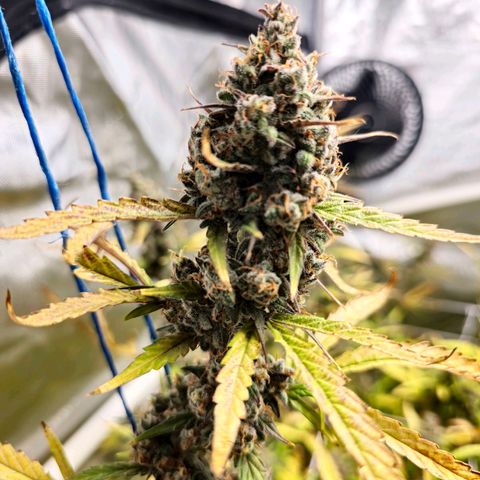 Sweet Cheese Auto growlog timeline photo