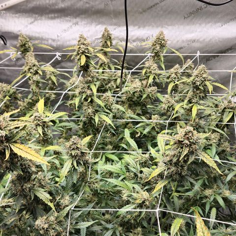 Deep Water Culture  growlog timeline photo