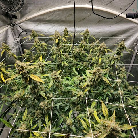 Deep Water Culture  growlog timeline photo