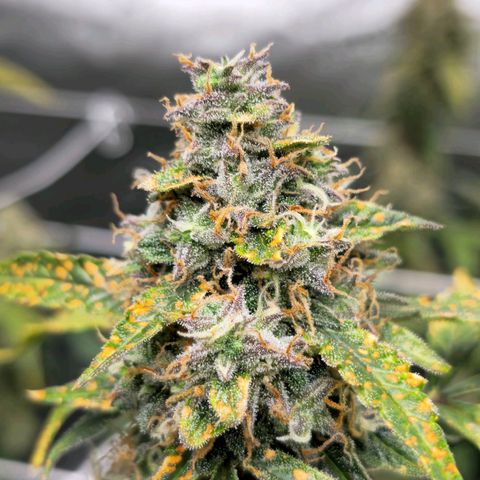 Deep Water Culture  growlog timeline photo