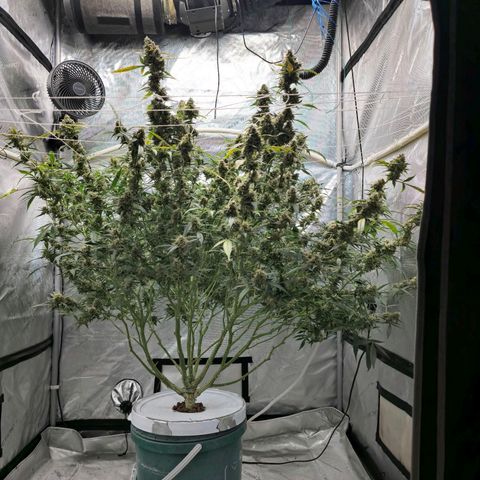 Deep Water Culture  growlog timeline photo