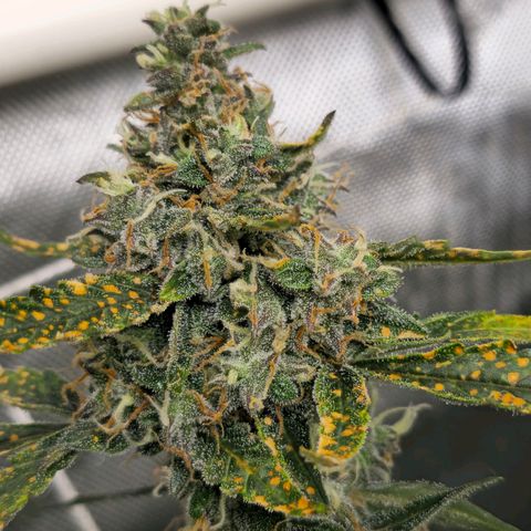 Deep Water Culture  growlog timeline photo