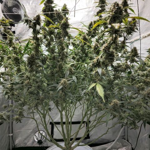 Deep Water Culture  growlog timeline photo