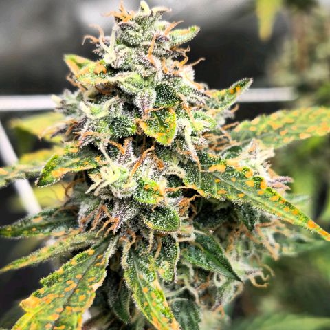 Deep Water Culture  growlog timeline photo