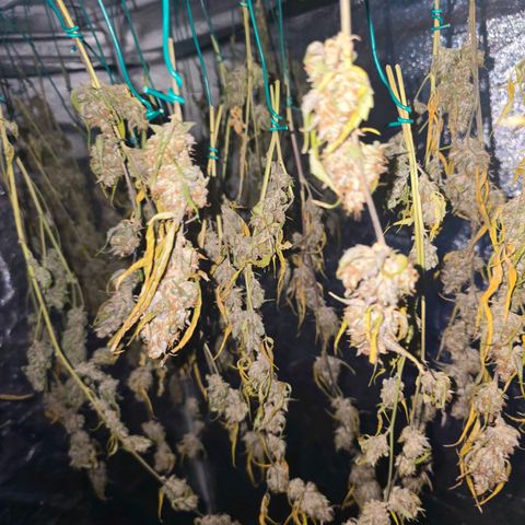 Sweet Cheese Auto growlog timeline photo