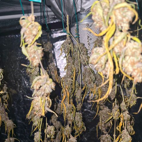 Sweet Cheese Auto growlog timeline photo