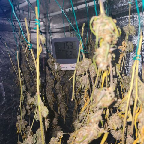 Sweet Cheese Auto growlog timeline photo