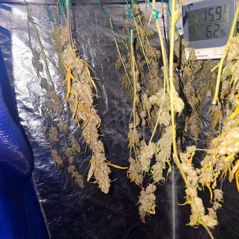 Sweet Cheese Auto growlog timeline photo