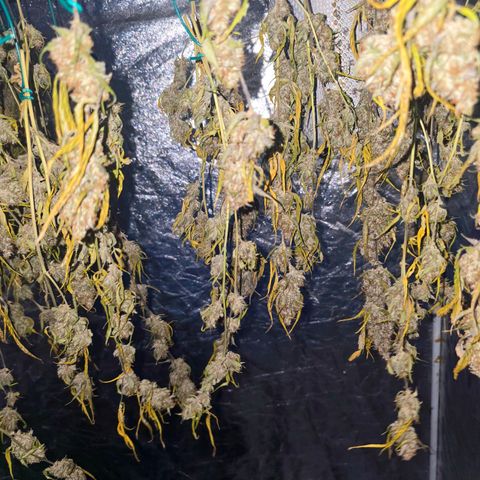 Sweet Cheese Auto growlog timeline photo