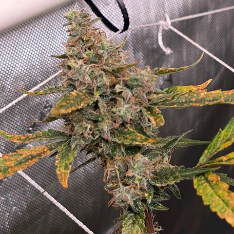 Deep Water Culture  growlog timeline photo
