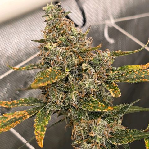 Deep Water Culture  growlog timeline photo