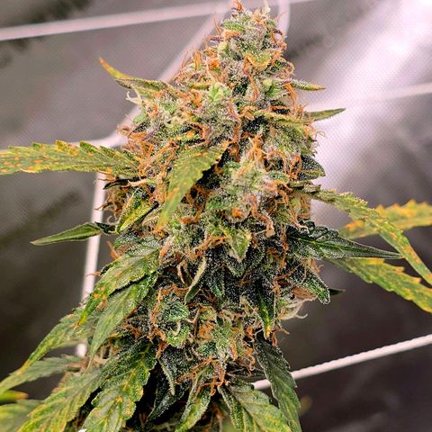 Deep Water Culture  growlog timeline photo