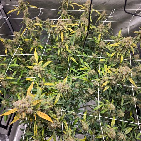 Deep Water Culture  growlog timeline photo
