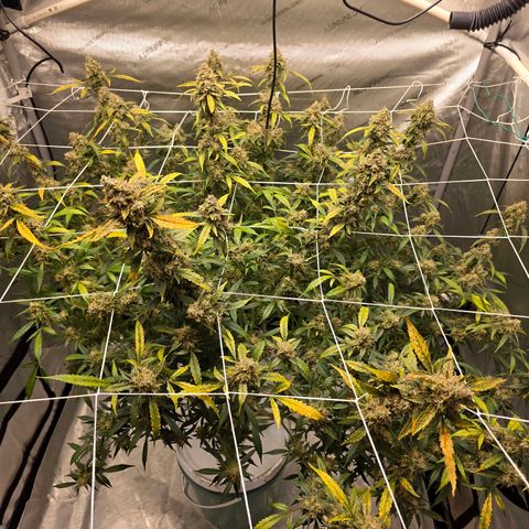 Deep Water Culture  growlog timeline photo