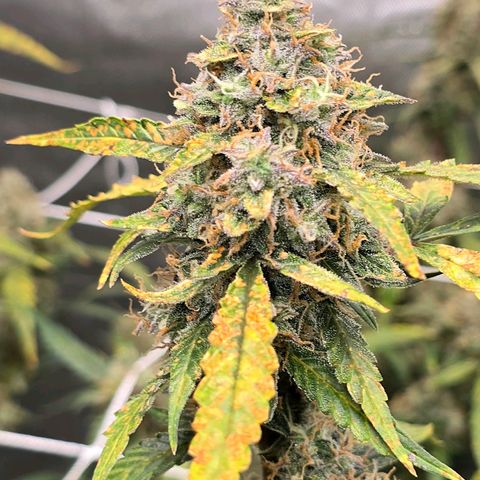 Deep Water Culture  growlog timeline photo