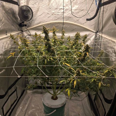 Deep Water Culture  growlog timeline photo