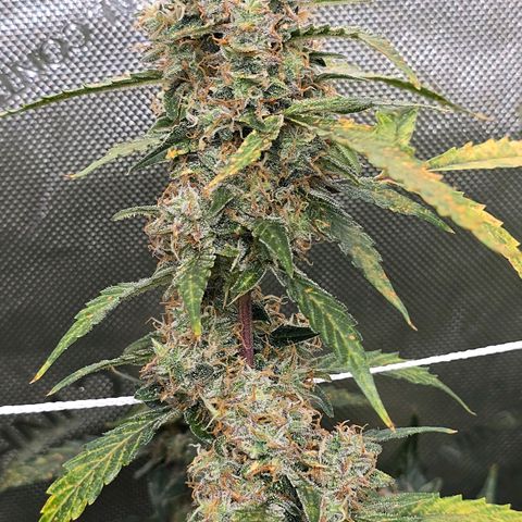 Deep Water Culture  growlog timeline photo