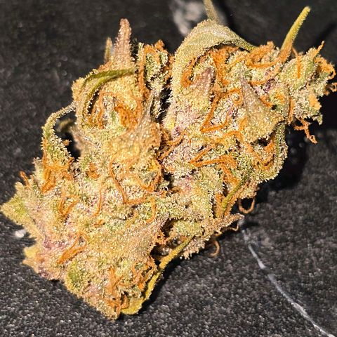 Sweet Cheese Auto growlog photo: 285 grams dry