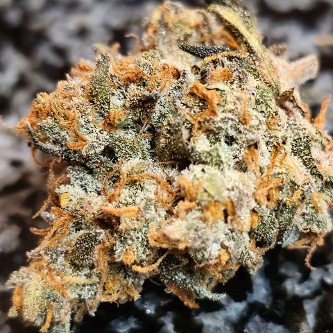 Sweet Cheese Auto growlog photo: 285 grams dry