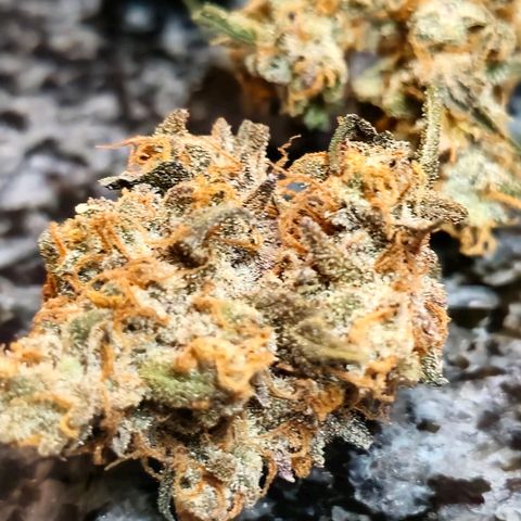 Sweet Cheese Auto growlog photo: 285 grams dry