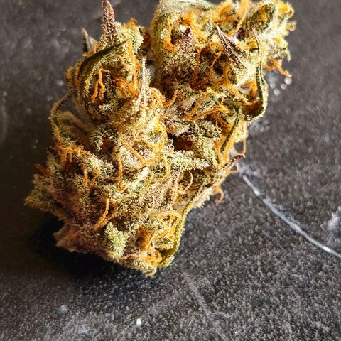 Sweet Cheese Auto growlog photo: 285 grams dry