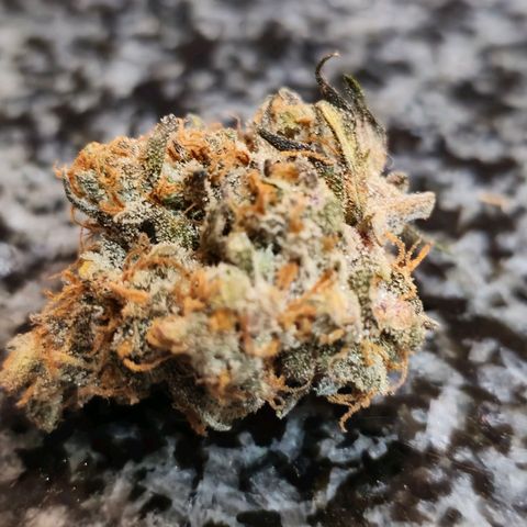 Sweet Cheese Auto growlog photo: 285 grams dry