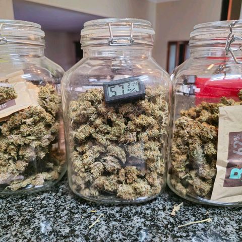Sweet Cheese Auto growlog photo: 285 grams dry