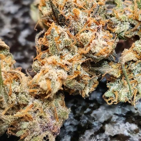 Sweet Cheese Auto growlog photo: 285 grams dry