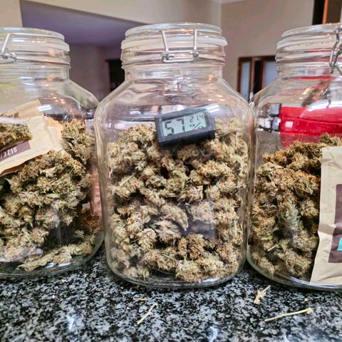 Sweet Cheese Auto growlog photo: 285 grams dry
